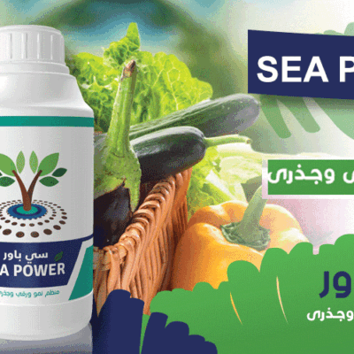 سي باور