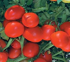 طماطم جلامور 07