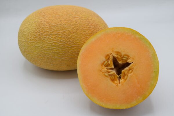 هــجــيــن الفا لـــذيــذ 219