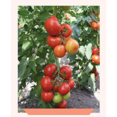 طماطم سلكية روزالينا 903