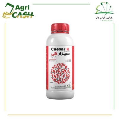 سيزاركي سيزار كي