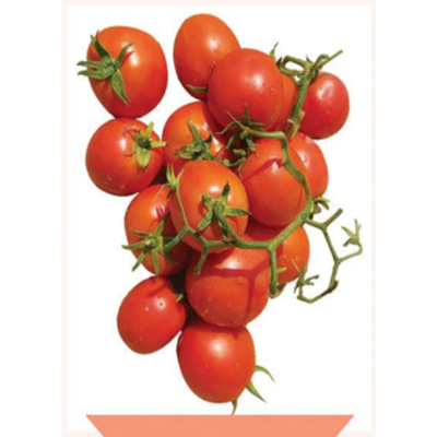 طماطم ارضي نهي 310