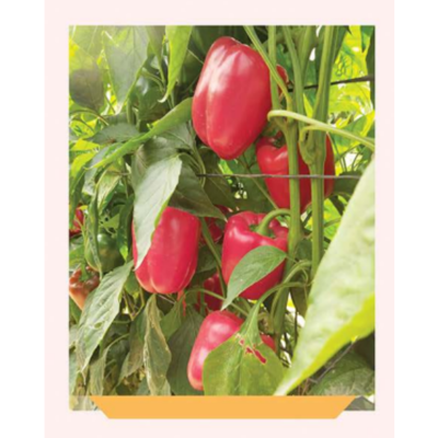 فلفل بلوكي احمر كاوبا