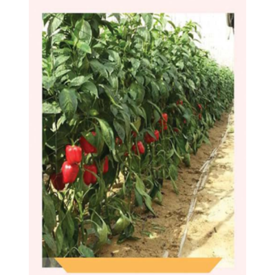 فلفل بلوكي أحمر كونتستا