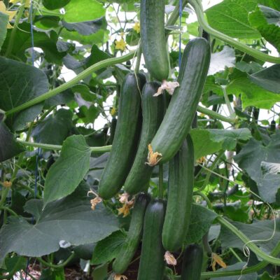 هجين خيار صوب صيفى اياد F1