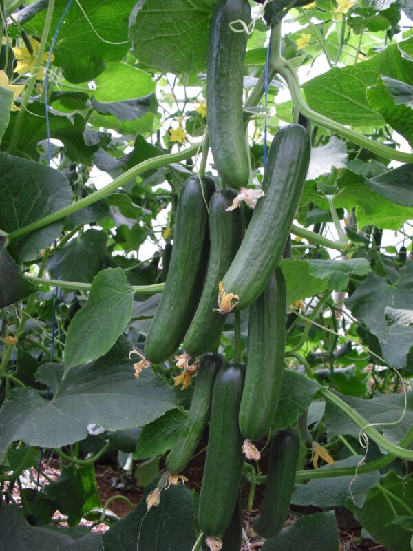 هجين_خيار_صوب_صيفى_اياد_F1 هجين خيار صوب صيفى اياد F1